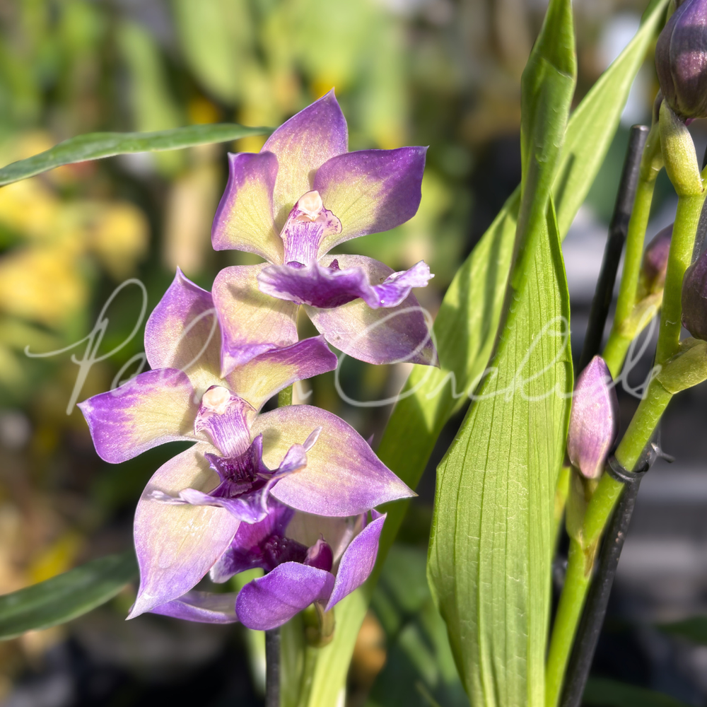 Zns. Cynosure — Palmer Orchids